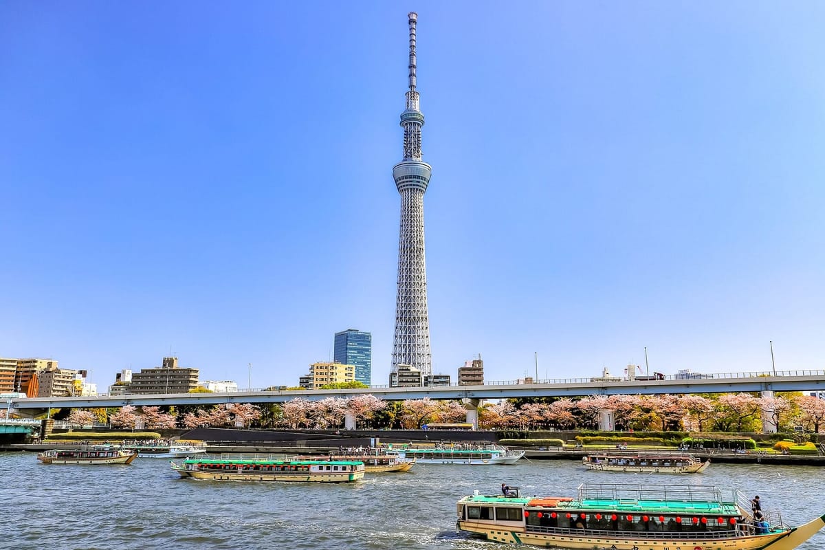 Cherry trees in bloom on the Sumida Park riverbank, with Tokyo Skytree behind